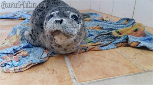 В реабилитационном центре 'Тюлень' спасают двух ластоногих